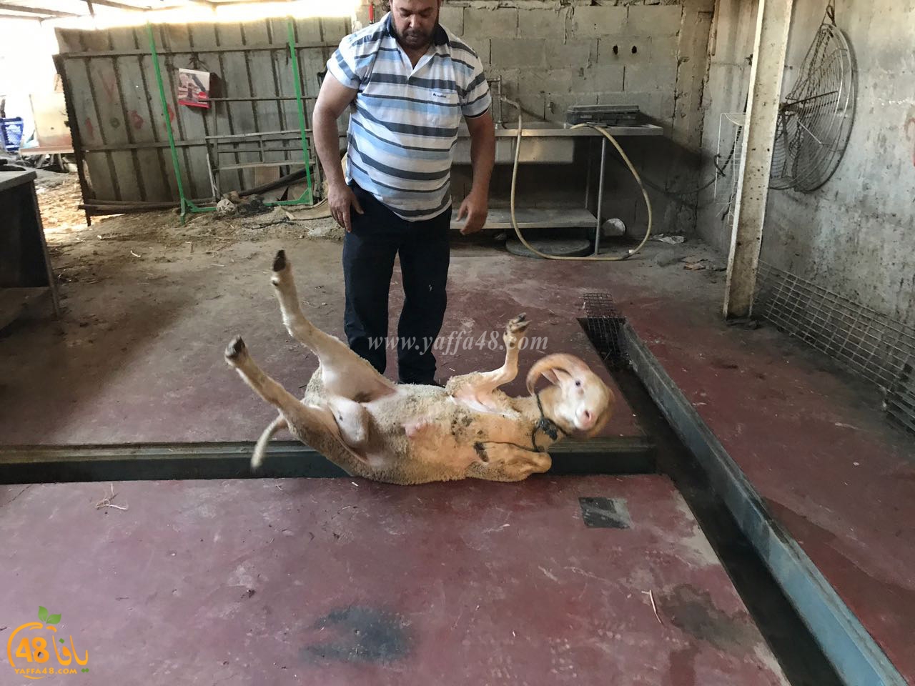 zahb37 3aqiaqa (5).jpg